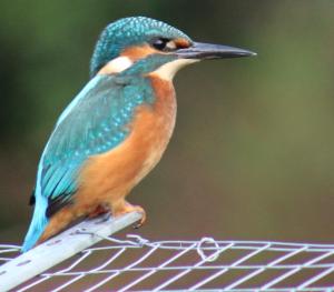 Animals at the bed & breakfast or nearby 