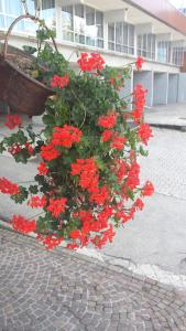 マリッレーヴァにあるResidence Lores 2 - Go Vacanzeの鉢植えの赤い花束