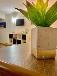 uma planta em vasos sentada em cima de uma mesa em Casa Empedocle em Siracusa