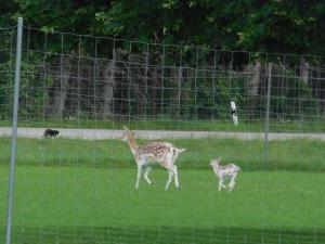 Galeriebild der Unterkunft Pension Waldblick in Böbrach