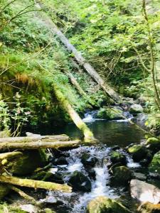 ヒンターツァルテンにあるHotel Zartenbach B&Bの森の岩流