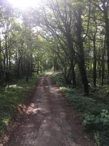 un camino de tierra en medio de un bosque en Hookcar Hill Cottage, en Bedale