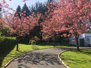 a tree lined road with pink flowers on it at Gráisín in Kilkenny