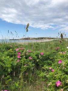 a field of pink flowers on the beach at Gårdshus på Kilagårds Gröna in Heberg +7 photos