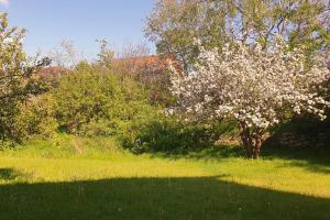 a tree with white flowers on it in a field at Lilla Kari in Varberg