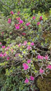 un ramo de flores rosas en un jardín en Albergo Meublè Stelvio, en Tirano