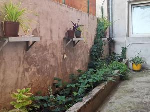 a garden with potted plants on a wall at Apartments Dolores in Šibenik