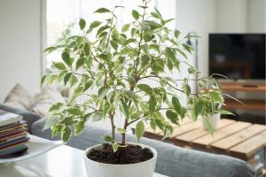 uma planta num vaso branco sobre uma mesa em Michael's em Copenhague