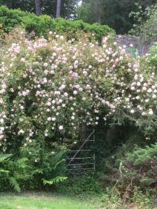 A garden outside Littlebank Country House 