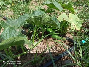 Foto dalla galleria di Hotel Sunset Troia a Dalyanköy
