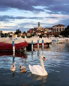 trzy łabędzie pływające w wodzie w pobliżu przystani w obiekcie Locanda del Lago Rosmunda w mieście Clusane sul Lago