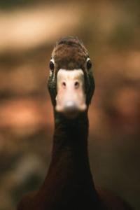 Gallery image of Le canard enchanté in Saint-Jory-las-Bloux