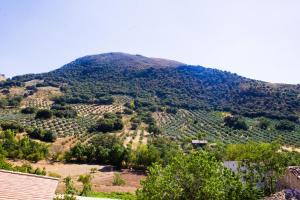 uma montanha coberta de árvores e arbustos numa colina em Hostal Restaurante Sierra De La Martina em Charilla