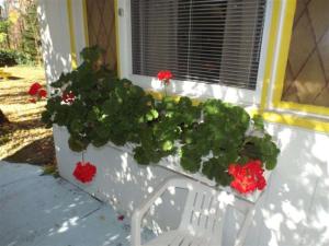 Yankee Trail Motel في Holderness: مقعد أبيض مع زهور حمراء ونافذة