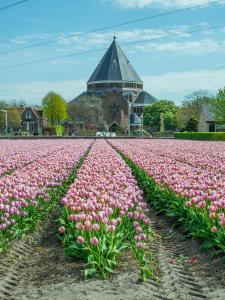 a field of pink tulips in front of a building at Fleurdelis in Lisse
