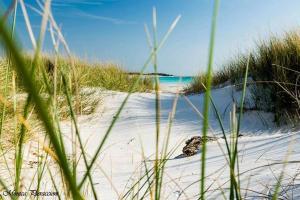 una spiaggia sabbiosa con un po' di erba e l'oceano di Piccolo Hotel a Rosignano Solvay