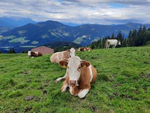 Altri animali domestici presso la locanda o nei dintorni