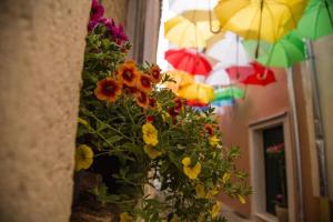 Fotografie z fotogalerie ubytování Apartment Dragica v destinaci Sveti Filip i Jakov