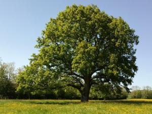 eine große Eiche auf einem Grasfeld in der Unterkunft Roulotte Poulette in Mortagne-au-Perche