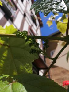Ein Garten an der Unterkunft Gästehaus Pension Romantika