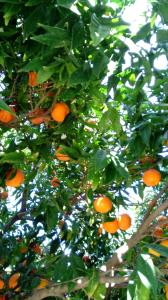 een sinaasappelboom met veel sinaasappels erop bij Flokkas Hotel Apartments in Protaras