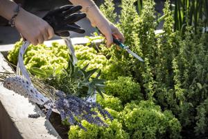 a person wearing black gloves cutting plants in a garden at Relais Fenicottero Rosa in Porto San Paolo