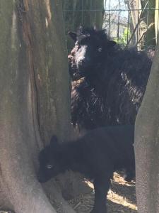 una oveja negra y un cordero bebé de pie junto a un árbol en camping de warincthun, en Audinghen