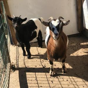 a couple of goats standing next to a building at camping de warincthun in Audinghen