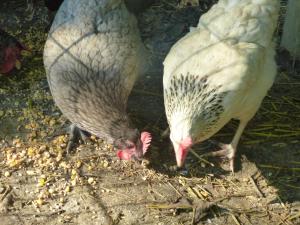 dos pollos blancos comiendo comida del suelo en camping de warincthun, en Audinghen