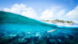 uma arraia nadando no oceano com uma praia ao fundo em Paradise Cove Resort em Naukacuvu Island