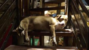 Ospiti di Lazy Dog Bed & Breakfast con animali domestici