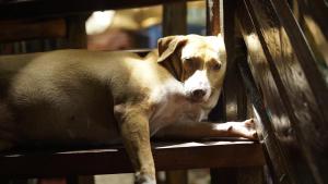 Ospiti di Lazy Dog Bed & Breakfast con animali domestici