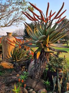 una pianta succulenta in un giardino vicino a un vaso di Forest Hill Country Lodge a Piet Retief