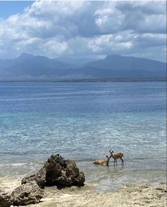 two animals standing in the water on the beach at TEGAL SARI, Pemuteran- North Bali in Pemuteran
