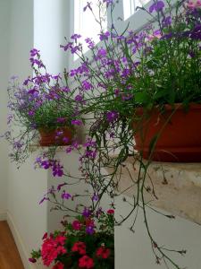 a bunch of purple and red flowers in pots at Sorelle apartment in Korčula