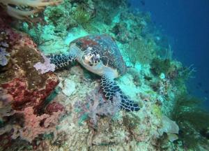 a sea turtle laying on a coral reef at TEGAL SARI, Pemuteran- North Bali in Pemuteran