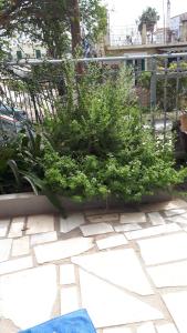 A garden outside Kate-Mari House