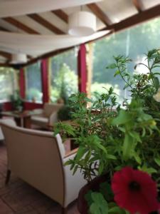 Zahrada ubytování DAMIA HOTEL Apts