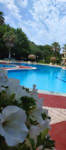 Bazén v ubytování DAMIA HOTEL Apts nebo v jeho okolí