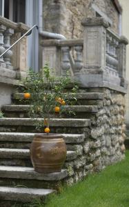 un oranger dans un pot sur le côté d'un bâtiment dans l'établissement L'étoile d'Alice, à Étoile-sur-Rhône