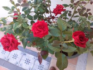 un bouquet de roses rouges dans un vase dans l'établissement 17 flats and Roof Garden, à Athènes