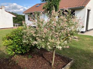 un pequeño árbol con flores rosas en un patio en Mijn Kleinhof en Westouter