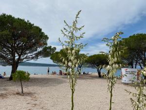 een hoge plant op een strand met bomen op de achtergrond bij Family Apartments Vesna- 100 m Beach -Center Crikvenica in Crikvenica