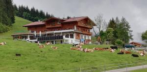een kudde koeien die in een veld voor een gebouw liggen bij Berghaus Koglmoos in Auffach