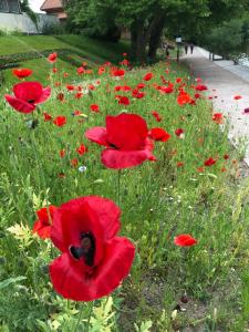 a field of red poppies in a park at Nyköpings Vandrarhem in Nyköping