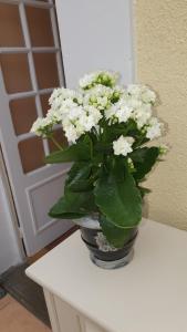 a vase of white flowers sitting on a table at La maison d`hôtes de Constance in Le Mans
