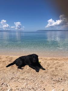 a black dog laying on a beach with a ball at Apartment Croatia Art in Drasnice