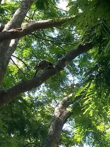 a bird sitting on top of a tree branch at Residencial Saldanha in Gramado