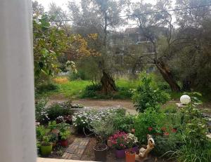 Κήπος έξω από το Efi's studio