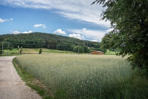 a field of tall grass next to a road at Bleibe am Moritzberg in Haimendorf